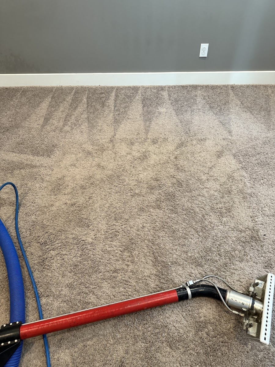 Carpet cleaned wall to wall with even extraction lines